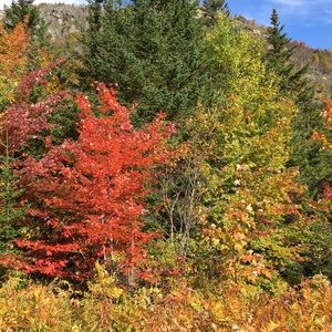 Meet your Posher, Anne 🌼Posh Ambassador